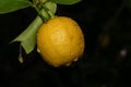 Photography of a ripe lemon on a lemontree Royalty Free Stock Photo
