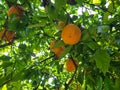 Ripe mandarins hanging from a tree