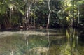 a photography of a river with a bunch of trees in the background, dugong dugon in the middle of a river surrounded by trees