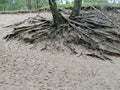 Roots of trees in the sand of the heathlends