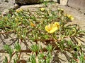 Photography of yellow rose moss, Mexican rose flowers, Portulaca grandiflora