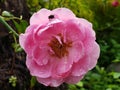 Pink roses after the rain look like water droplets and one prayer on top of the flower is good to use as wallpaper