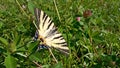 Scarce Swallowtail butterfly in the nature