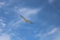 Photography of sea birt on the blue sky Royalty Free Stock Photo