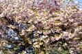 Cherry Blossoms on the Vineyard Lohrberg, Frankfurt / Main, Germany Royalty Free Stock Photo