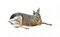 a photography of a small animal laying down on a white surface, vulpes macrotiscusus, a small antelope, lying down in the snow