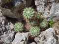 Small cactuses growing between rocks