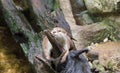 a photography of a small otter standing on a tree branch, otter standing on a log in a river with rocks and water Royalty Free Stock Photo