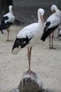 Photography of storks Royalty Free Stock Photo