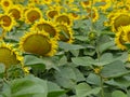 Sun flower getting ready to open