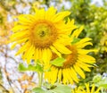 a photography of a sunflower with a bee on it, there are two sunflowers that are in a vase Royalty Free Stock Photo