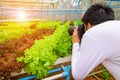 Photography taking photo at green hydroponic organic salad