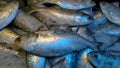 Photography of tasty sea Hilsa fish Royalty Free Stock Photo