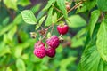 Photography on theme beautiful berry branch raspberry bush Royalty Free Stock Photo