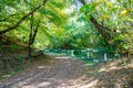 Photography on theme beautiful footpath in wild foliage woodland