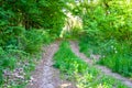 Photography on theme beautiful footpath in wild foliage woodland