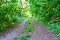 Photography on theme beautiful footpath in wild foliage woodland