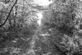 Photography on theme beautiful footpath in wild foliage woodland