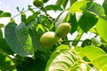 Photography on theme beautiful nut branch walnut tree