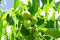 Photography on theme beautiful nut branch walnut tree