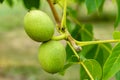 Photography on theme beautiful nut branch walnut tree