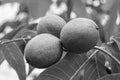 Photography on theme beautiful nut branch walnut tree