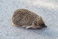 Photography on theme beautiful prickly little hedgehog goes into dense wild forest