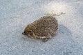 Photography on theme beautiful prickly little hedgehog goes into dense wild forest