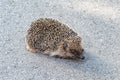 Photography on theme beautiful prickly little hedgehog goes into dense wild forest