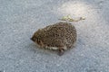 Photography on theme beautiful prickly little hedgehog goes into dense wild forest