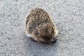 Photography on theme beautiful prickly little hedgehog goes into dense wild forest