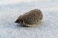 Photography on theme beautiful prickly little hedgehog goes into dense wild forest