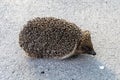 Photography on theme beautiful prickly little hedgehog goes into dense wild forest