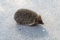 Photography on theme beautiful prickly little hedgehog goes into dense wild forest