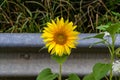 Photography on theme beautiful wild growing flower sunflower on background meadow