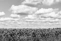 Photography on theme beautiful wild growing flower sunflower on background meadow