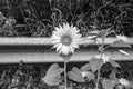 Photography on theme beautiful wild growing flower sunflower on background meadow