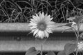 Photography on theme beautiful wild growing flower sunflower on background meadow