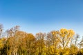 Photography on theme large beautiful autumn birch tree on background bright sky Royalty Free Stock Photo