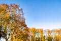Photography on theme large beautiful autumn birch tree on background bright sky Royalty Free Stock Photo