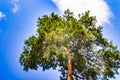 Photography on theme large beautiful autumn spruce tree on background bright sky Royalty Free Stock Photo