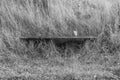 Photography on theme old wooden bench overgrown with grass Royalty Free Stock Photo