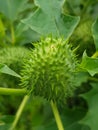 Thorn-apple weed closeup photography Royalty Free Stock Photo