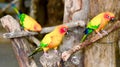 a photography of three colorful birds perched on a branch, three colorful birds perched on a branch of a tree Royalty Free Stock Photo