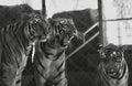 a photography of three tigers standing next to each other in a cage, three tigers standing in a cage looking at the camera