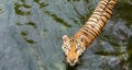 a photography of a tiger swimming in a body of water, panthera tigris swimming in a pond with a fish in its mouth Royalty Free Stock Photo