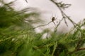 Photography to theme big tabby spider on dew web Royalty Free Stock Photo