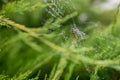 Photography to theme big tabby spider on dew web Royalty Free Stock Photo