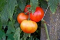 Photography of tomato fruit of the plant Solanum lycopersicum