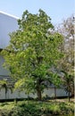 a photography of a tree in front of a building with a bench, planetarium building with a tree in front of it